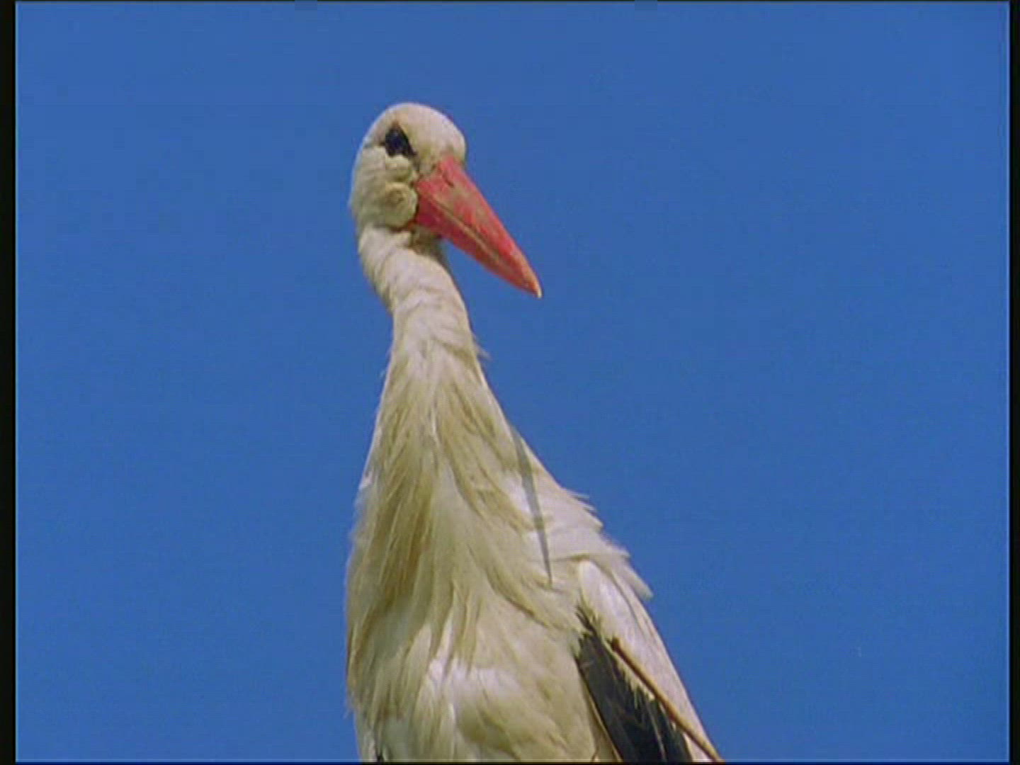 579294719 / White Stork / Storks' Nest / Poland