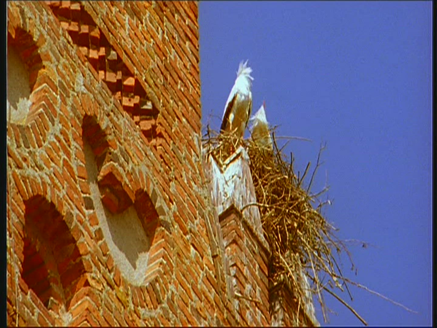 288132164 / White Stork / Storks' Nest / Poland
