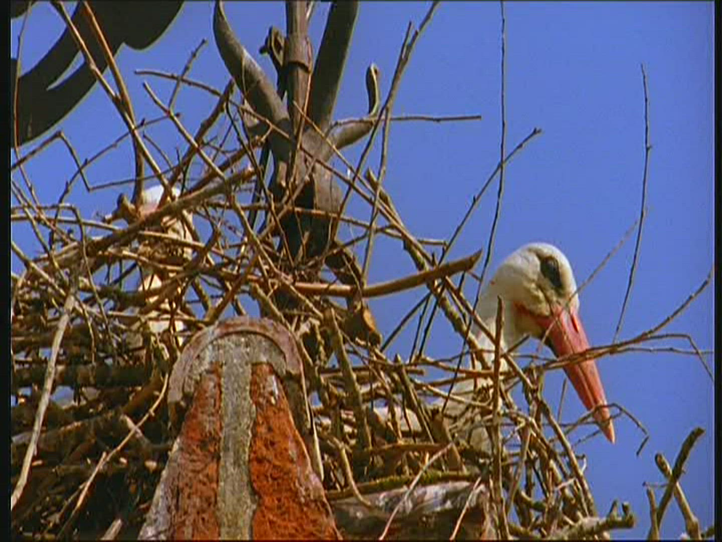 361127075 / White Stork / Storks' Nest / Poland