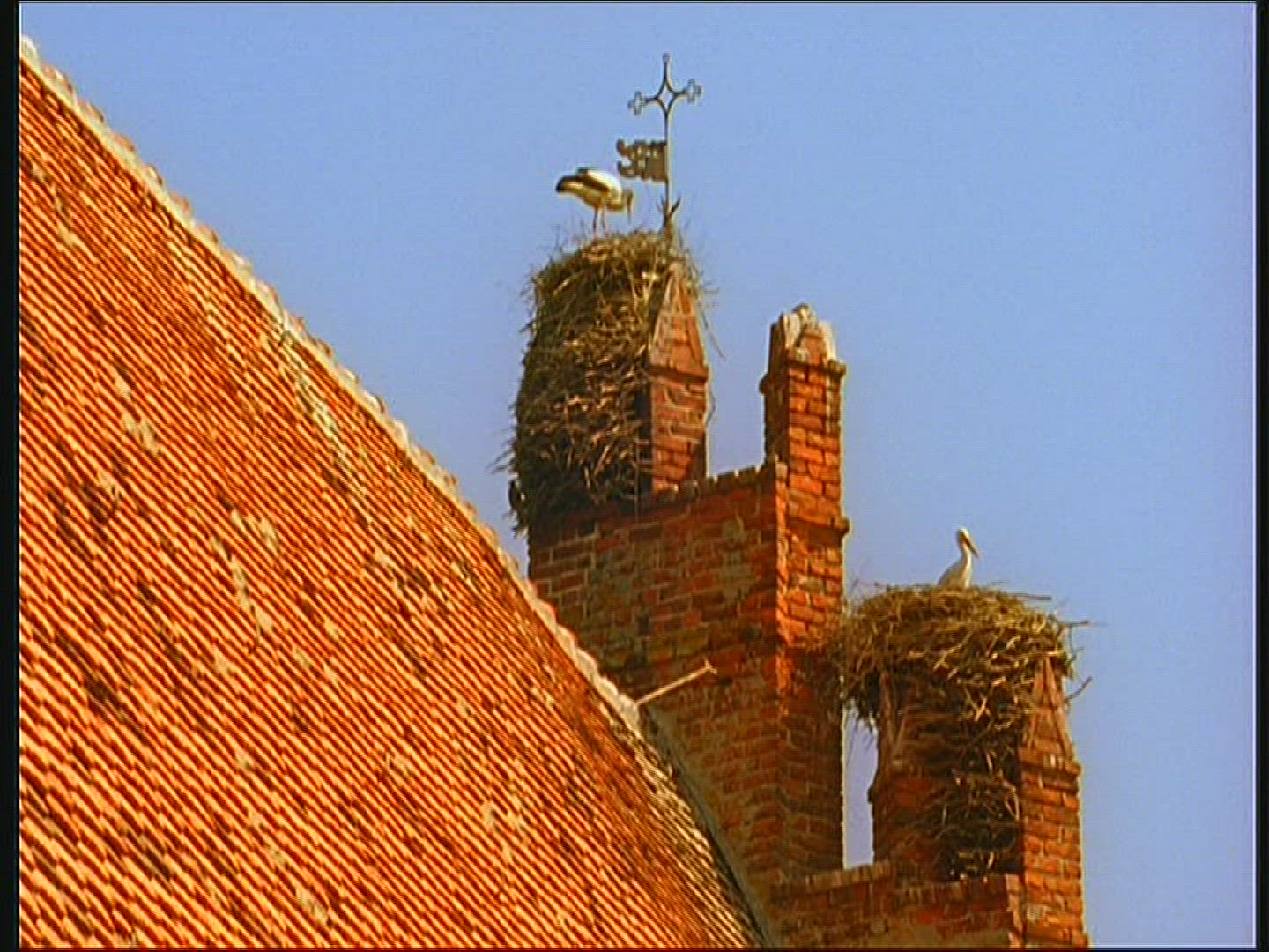 739915133 / White Stork / Storks' Nest / Poland