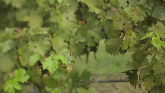 Butterfly In Vines