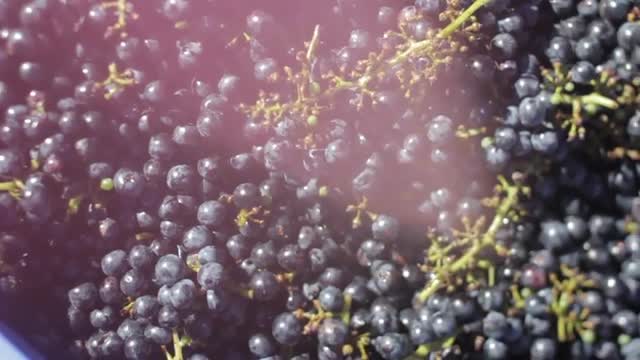 Grapes In Sun
