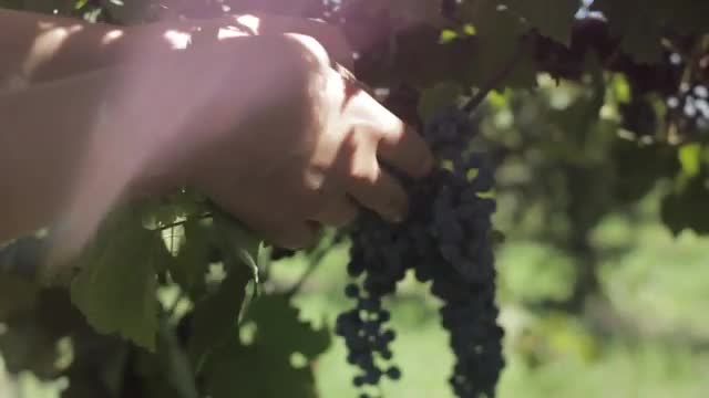 Grapes On Vine Inspections