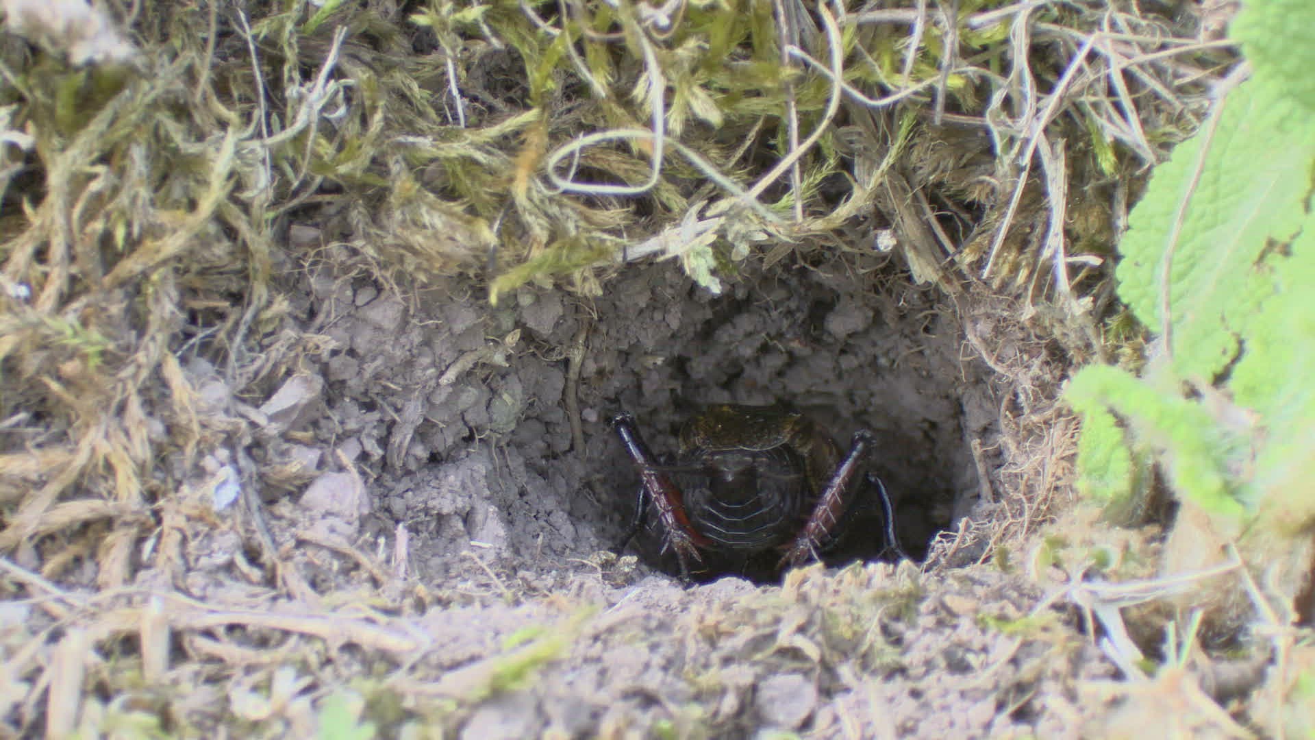 477681296 / Field Cricket / Burrow