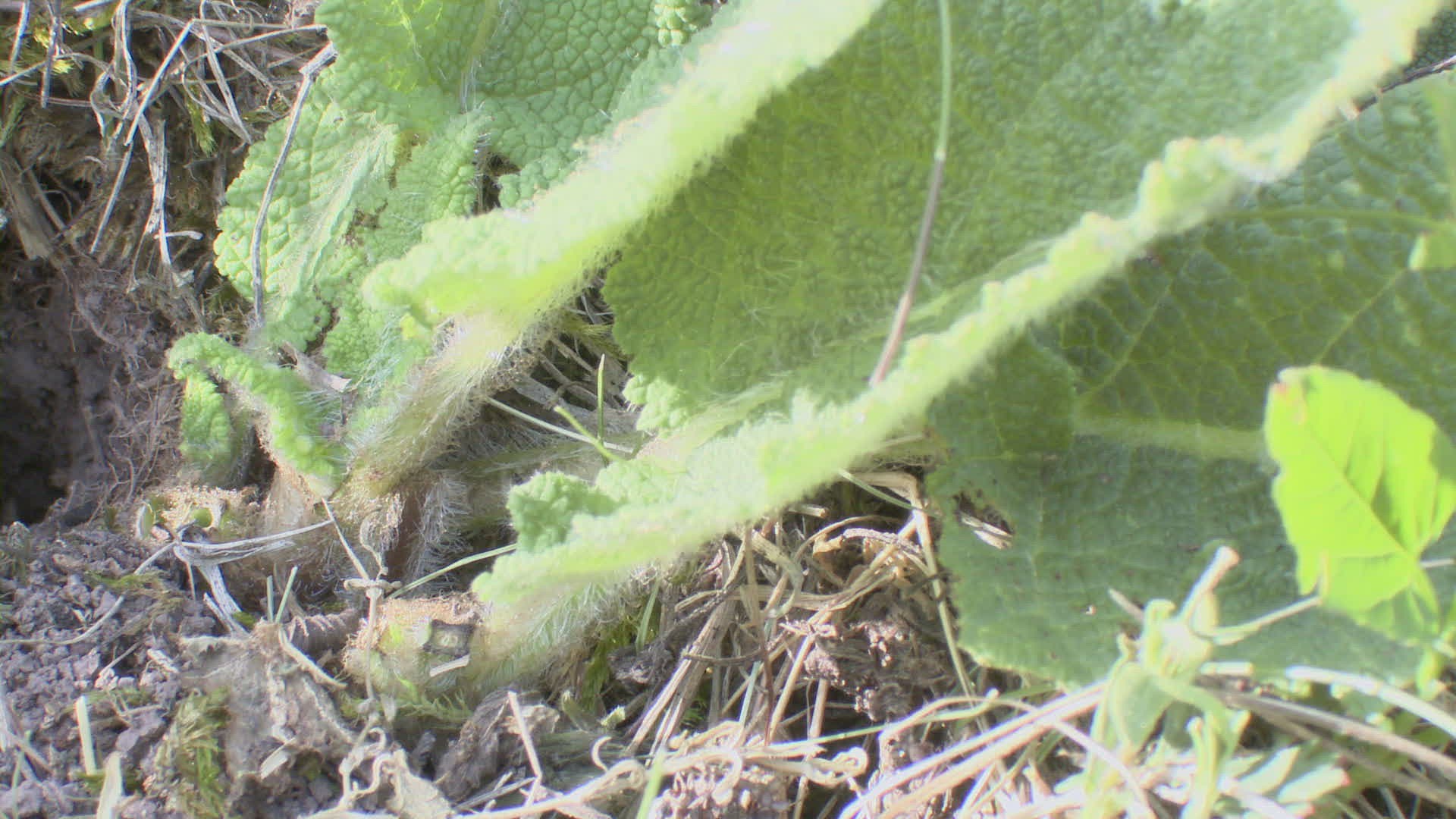 103006902 / Field Cricket / Burrow
