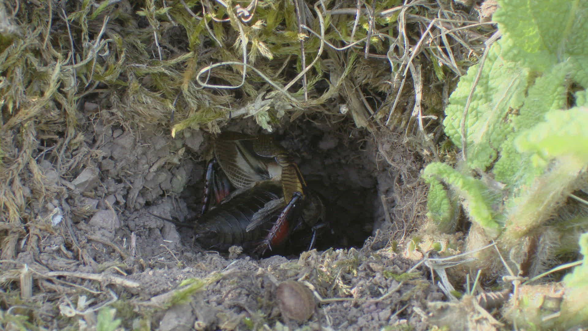 626126487 / Field Cricket / Burrow