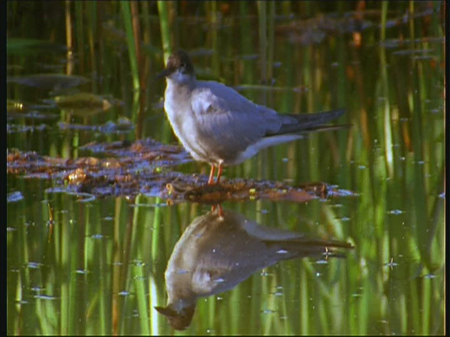 448535401 / Black Tern / Poland