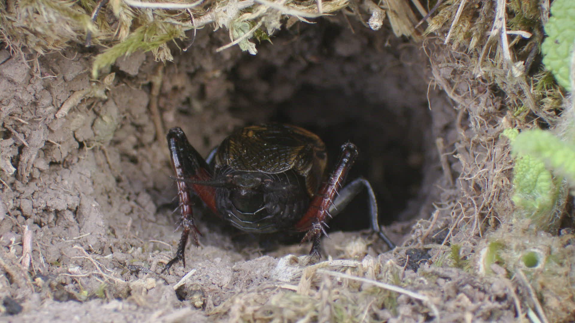 880003251 / Field Cricket / Burrow