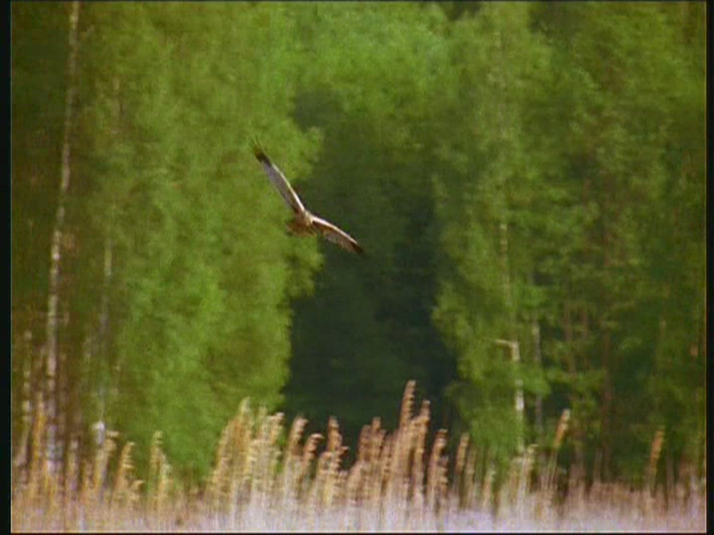 847209806 / Marsh Harrier / Gliding / Poland