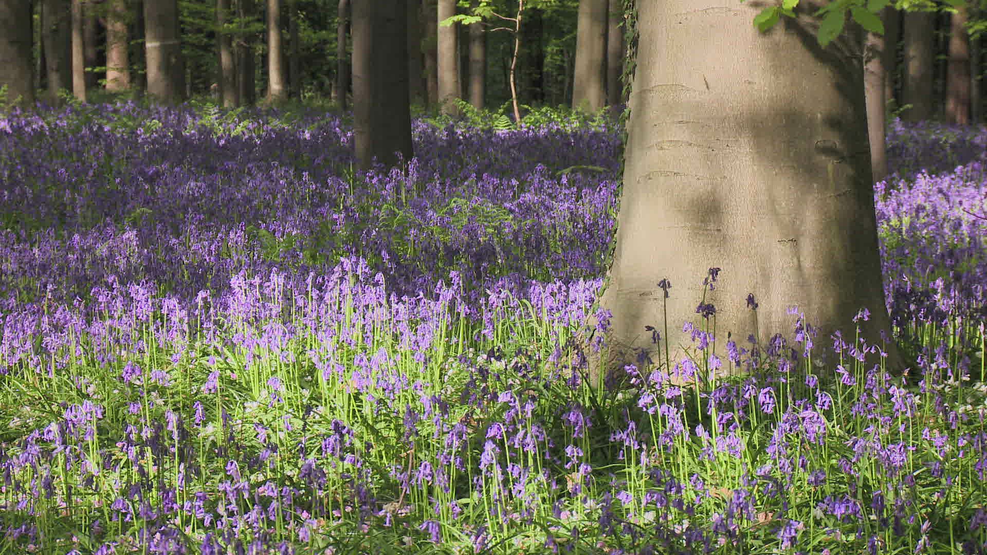 711626918 / Bluebell / Blossom / Belgium