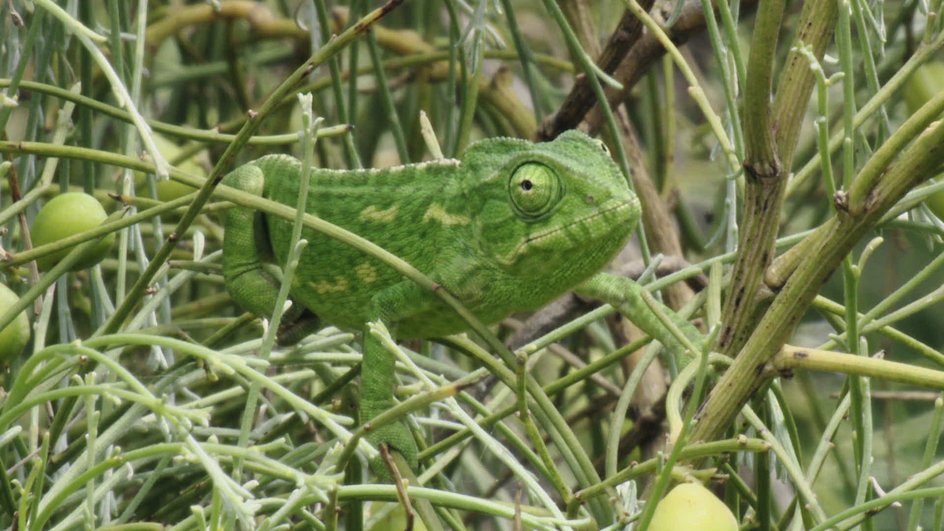 538204406 / Chameleon / Eating / Tongue