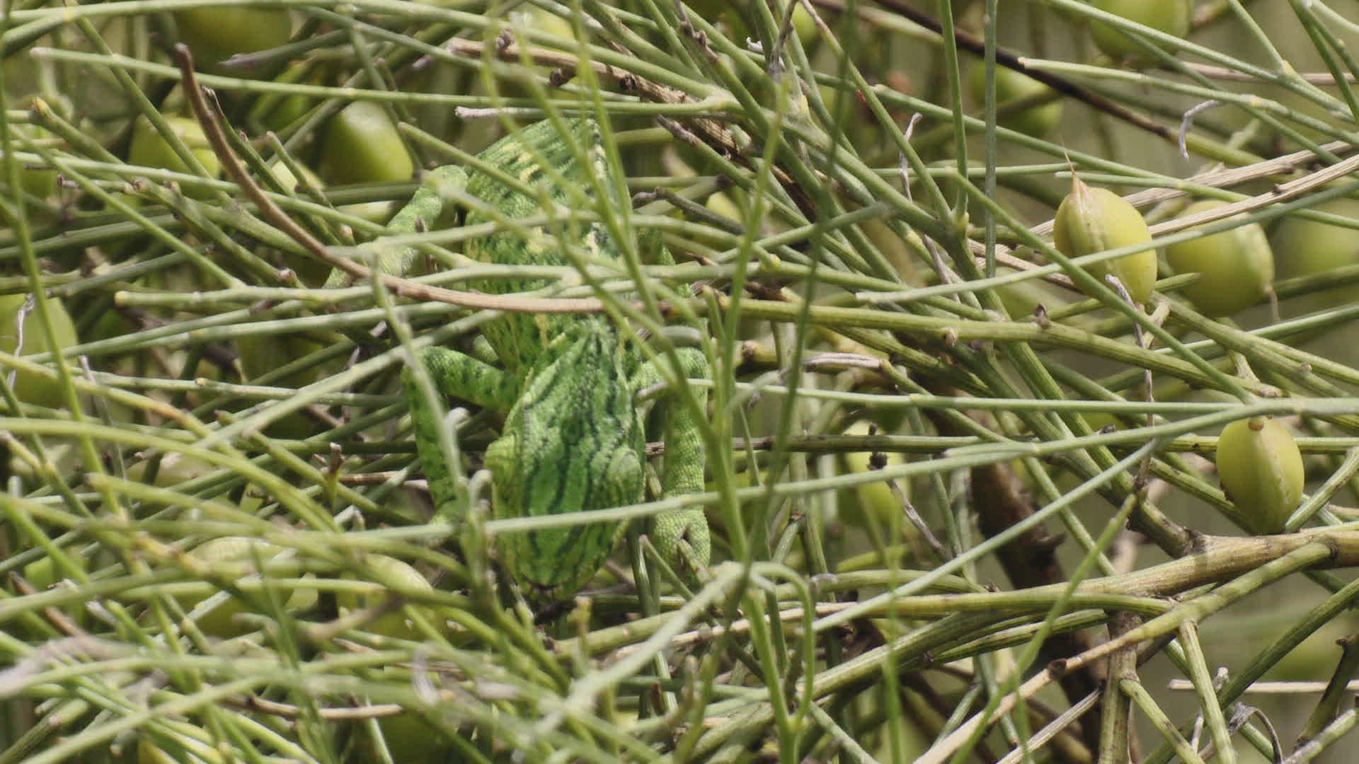 885938725 / Chameleon / Eating / Tongue