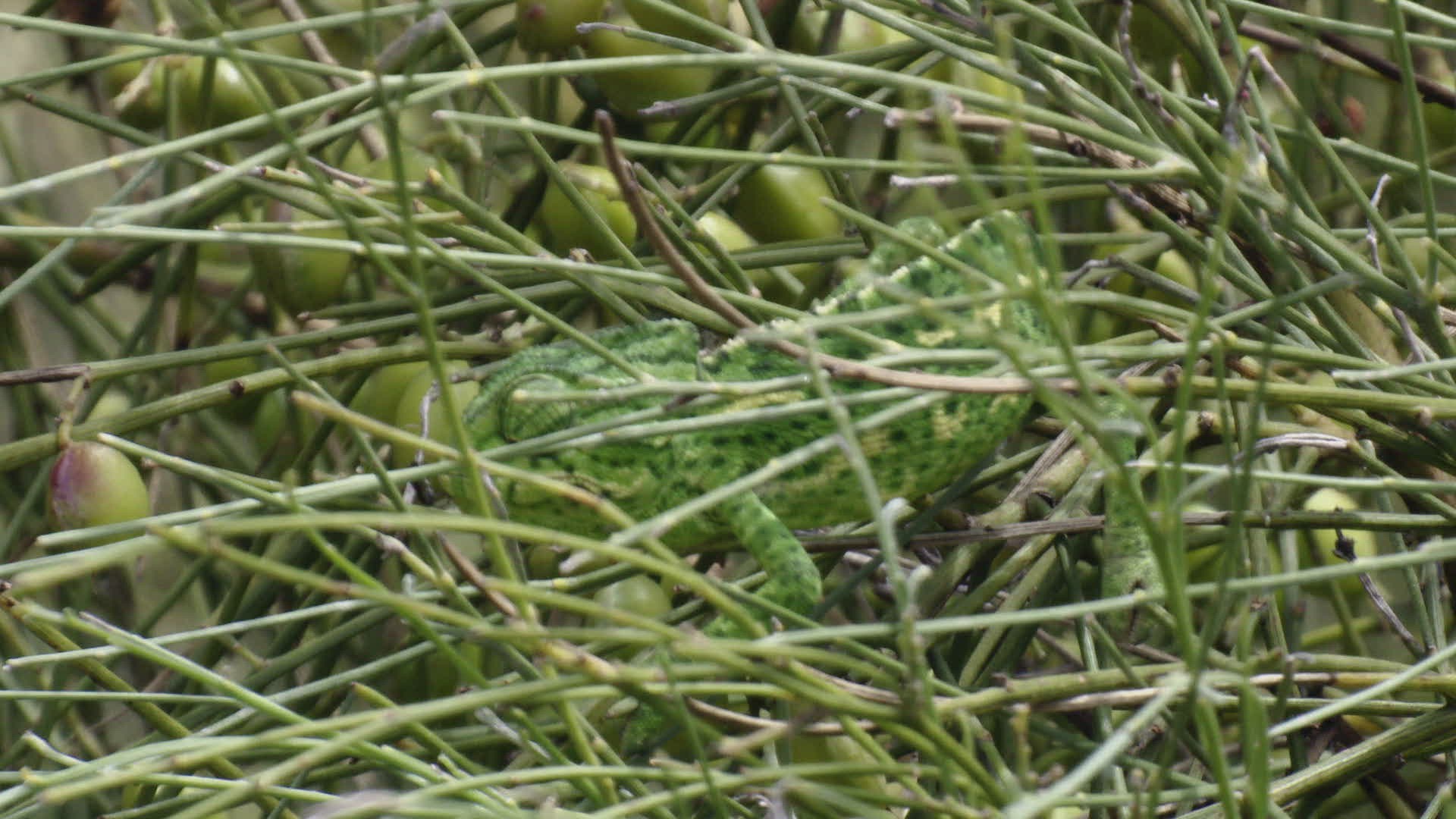 909645603 / Chameleon / Eating / Tongue