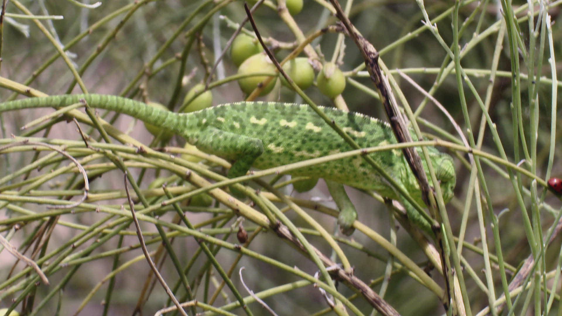 292094729 / Chameleon / Eating / Tongue