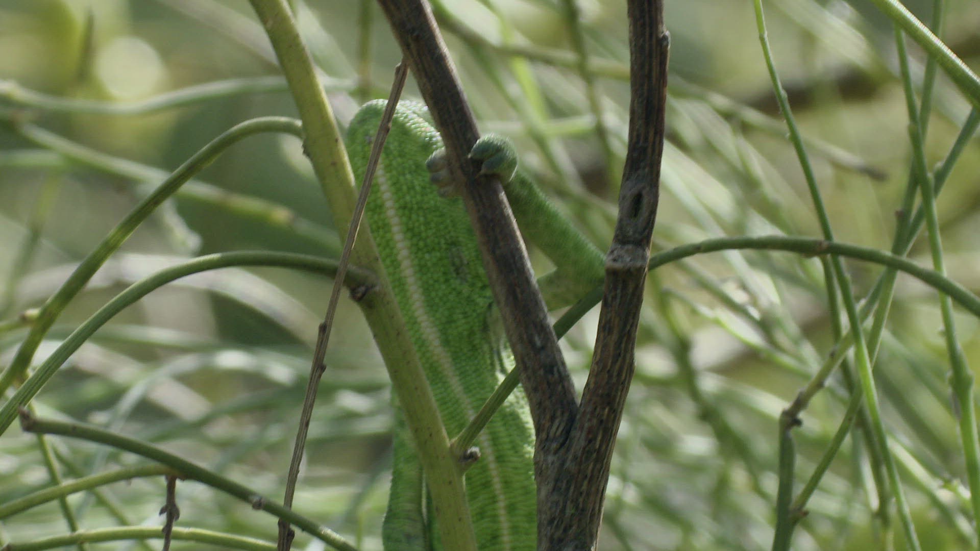 149280286 / Chameleon / Eating / Tongue