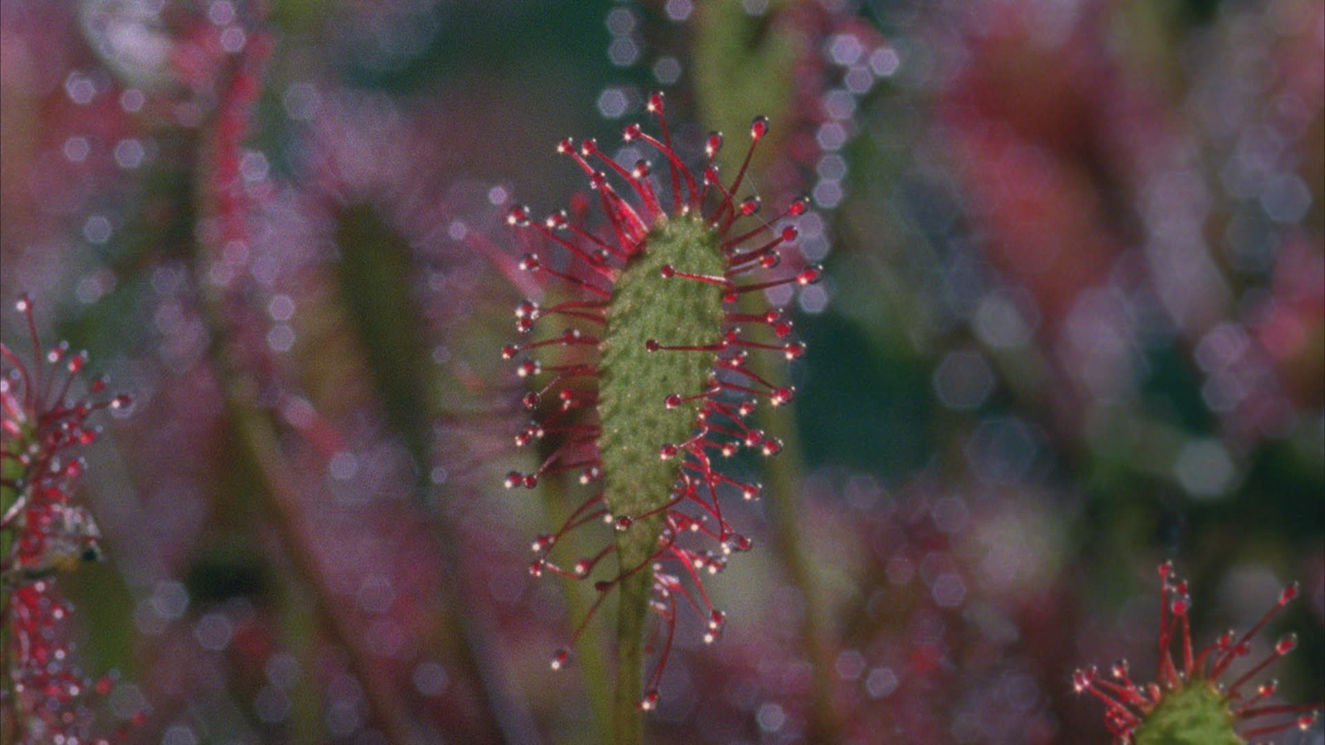 703712263 / Love Nest Sundew / Dew