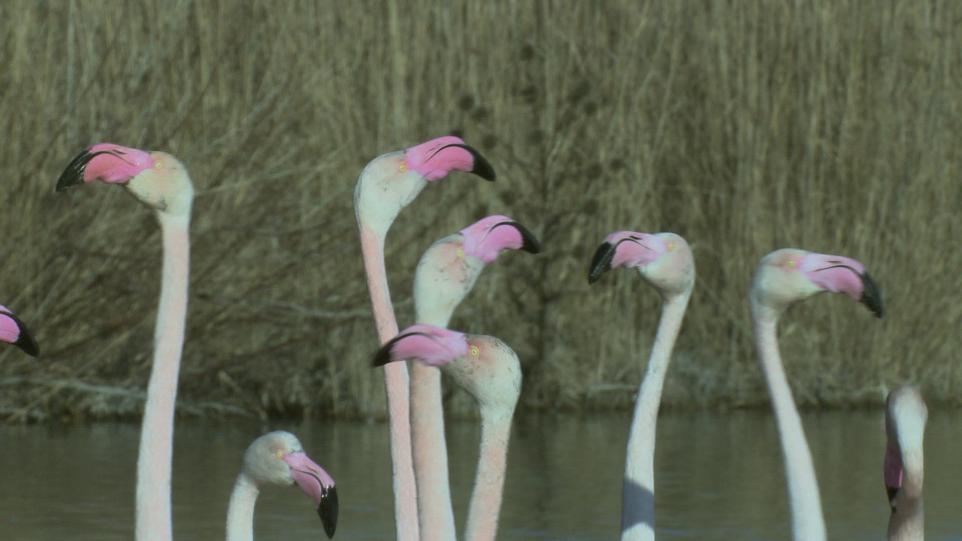 351542388 / Flamingo / Shaking Head / Courtship