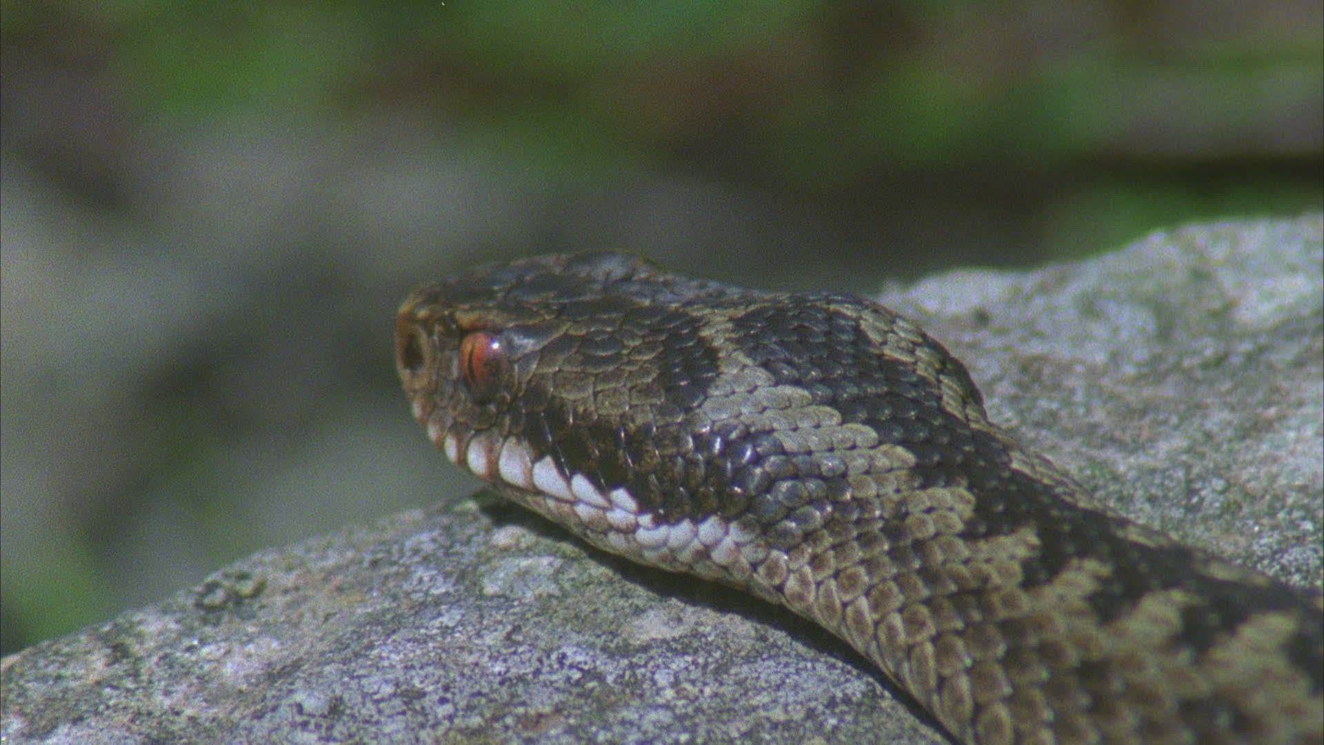 663915474 / Viper / Snake