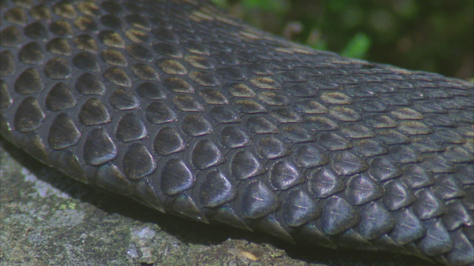 528538357 / Viper / Snake
