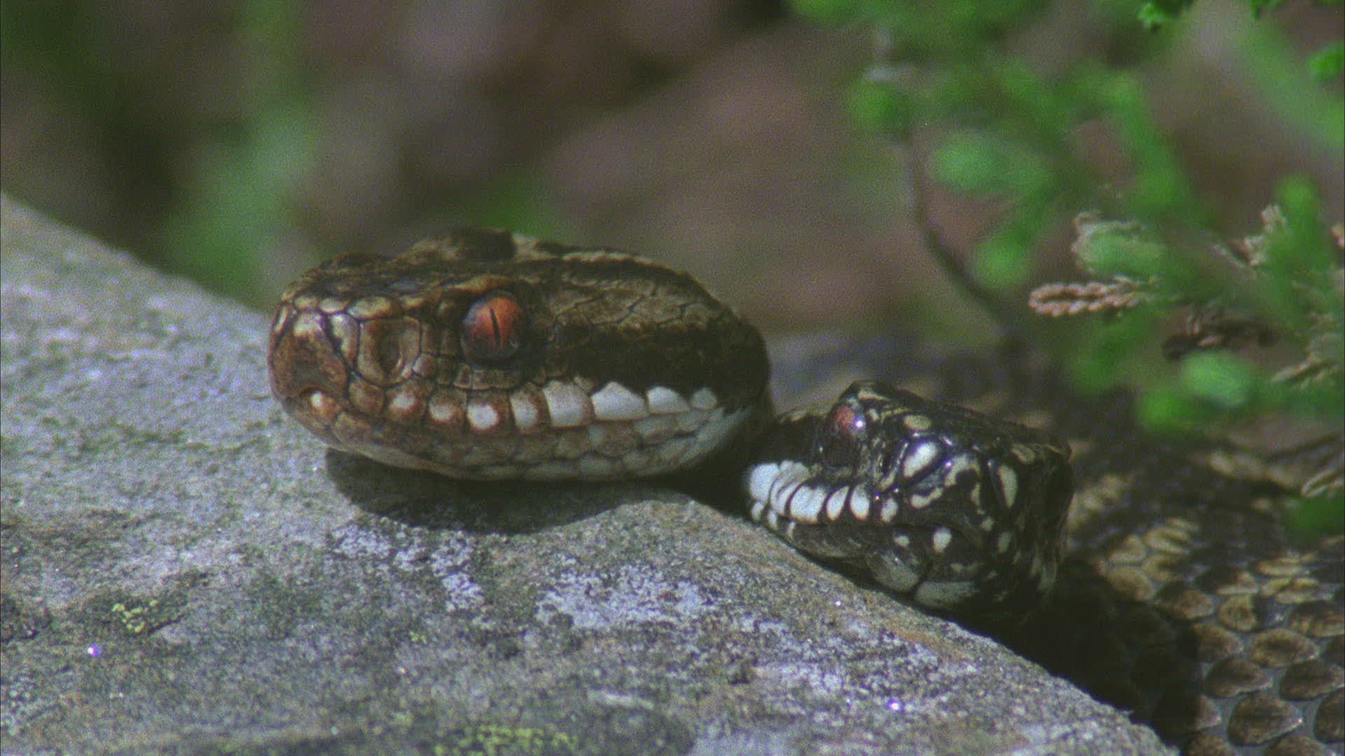 767277442 / Viper / Snake