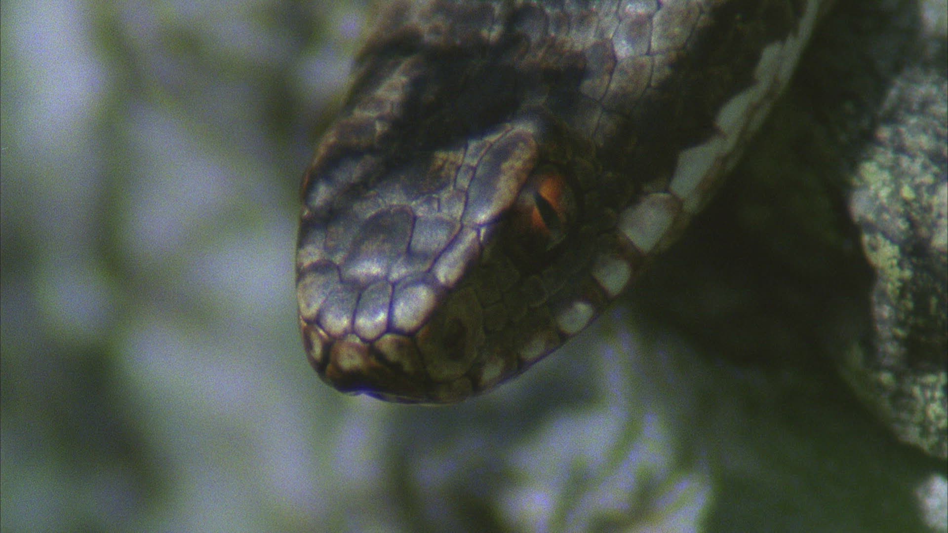 436274090 / Viper / Snake