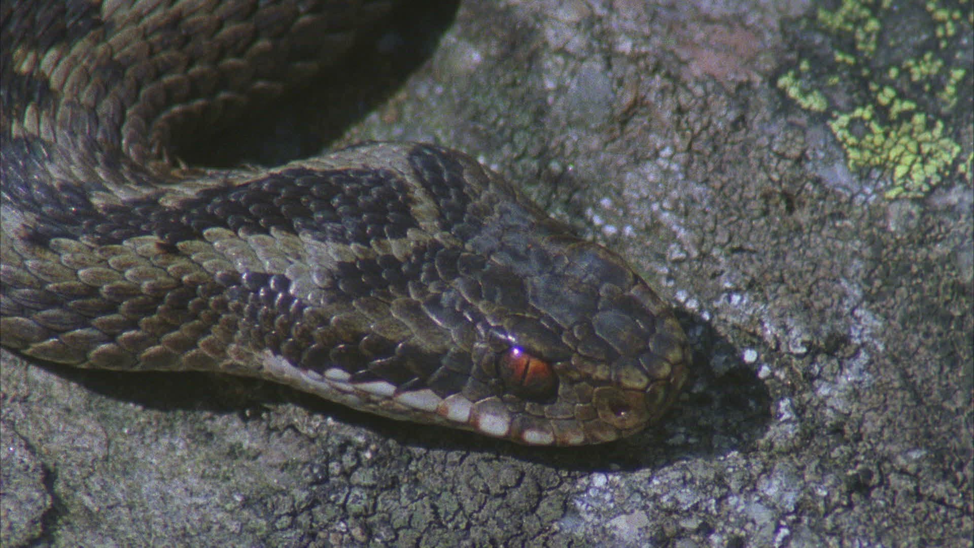 514011868 / Viper / Snake