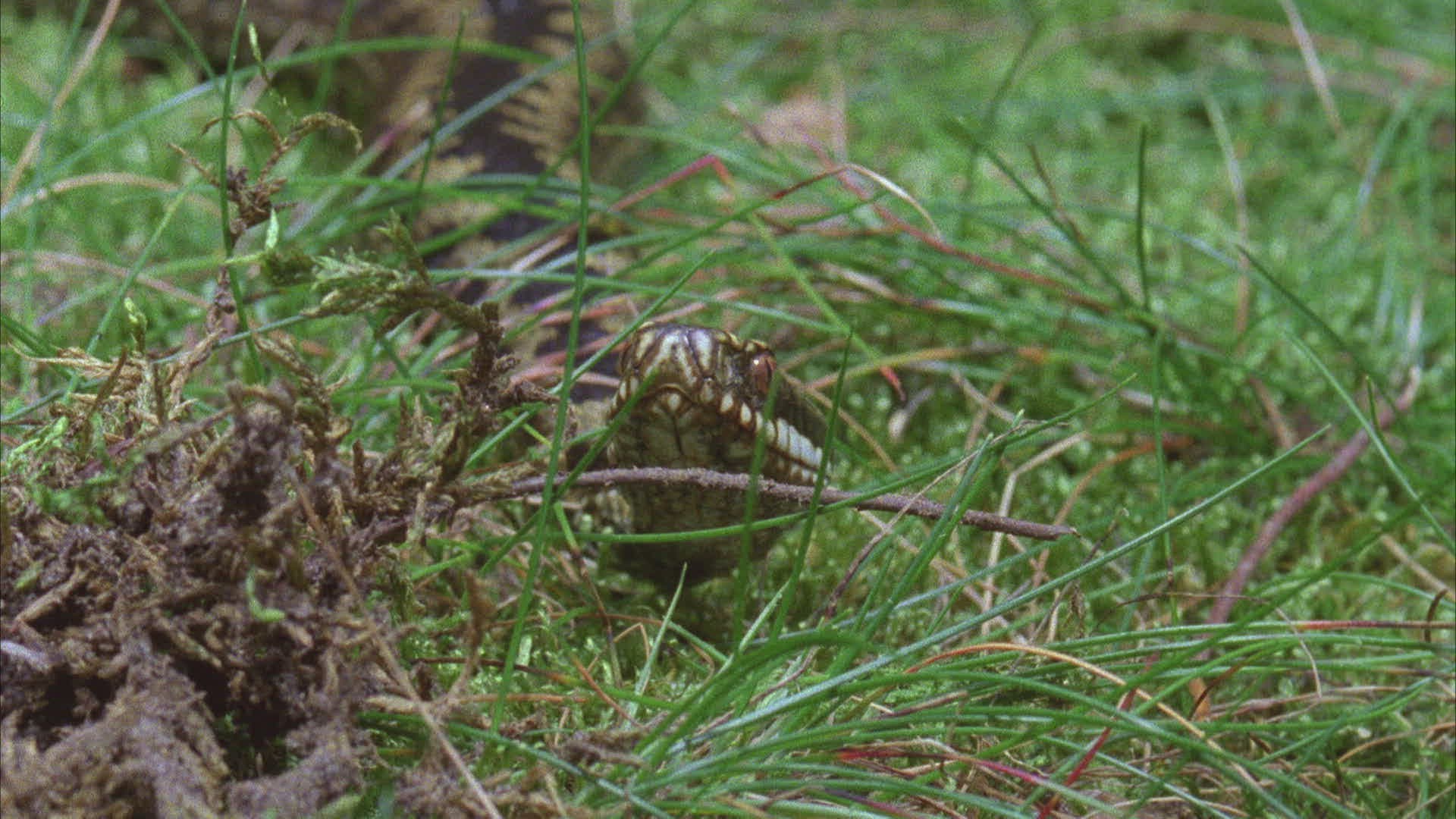 994018703 / Viper / Snake