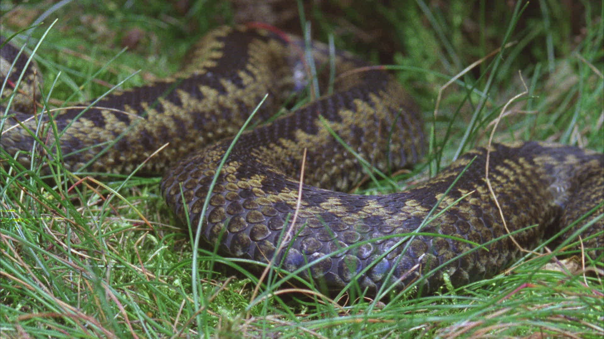 197674499 / Viper / Snake