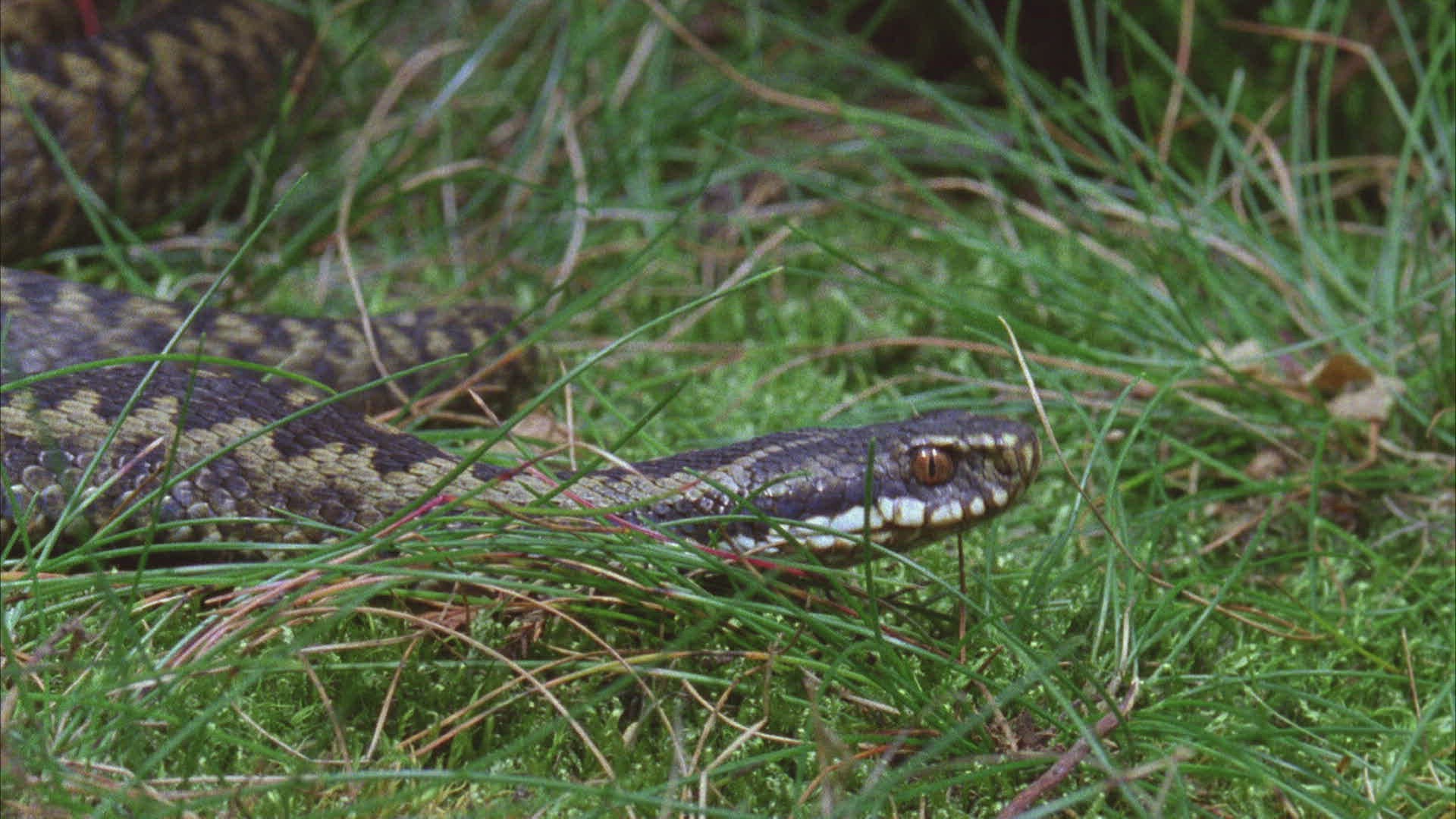 318675066 / Viper / Snake