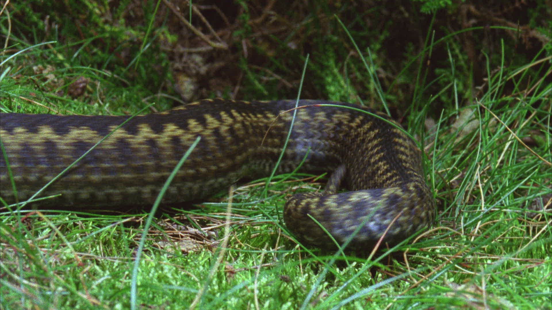 478899306 / Viper / Snake