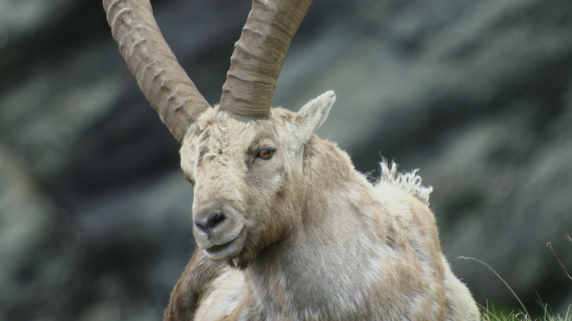 312446853 / Ibex / Calling