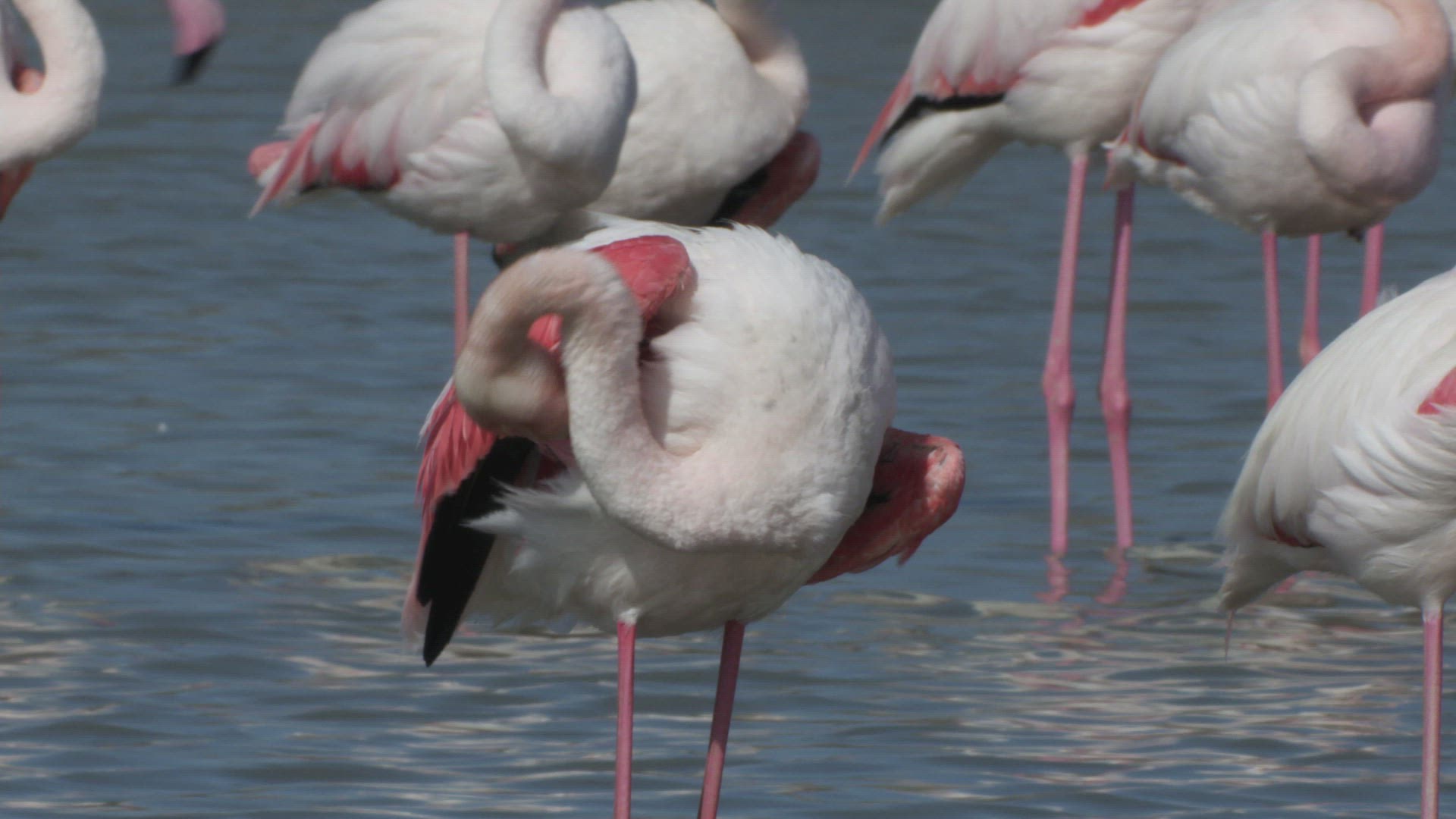 519812134 / Flamingo / Spread Wings