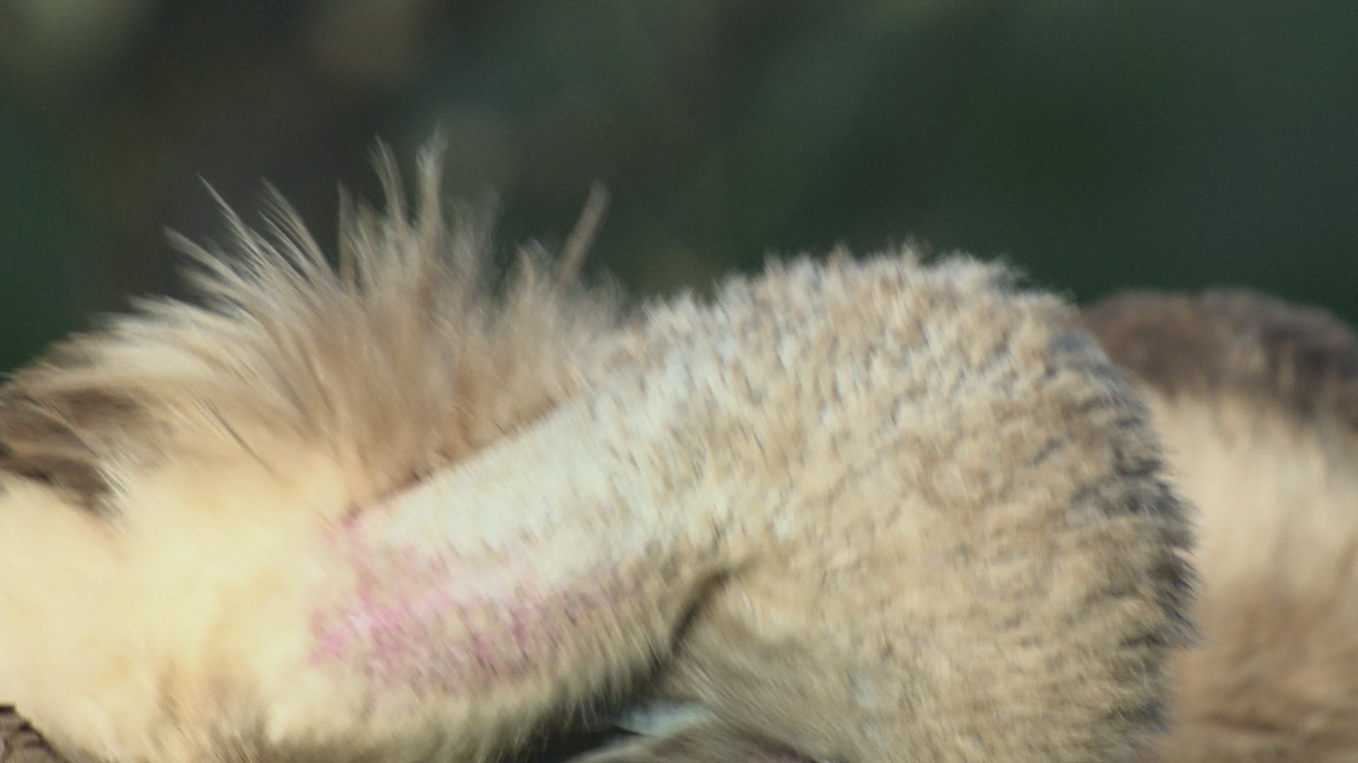339984951 / Griffon Vulture / Neck
