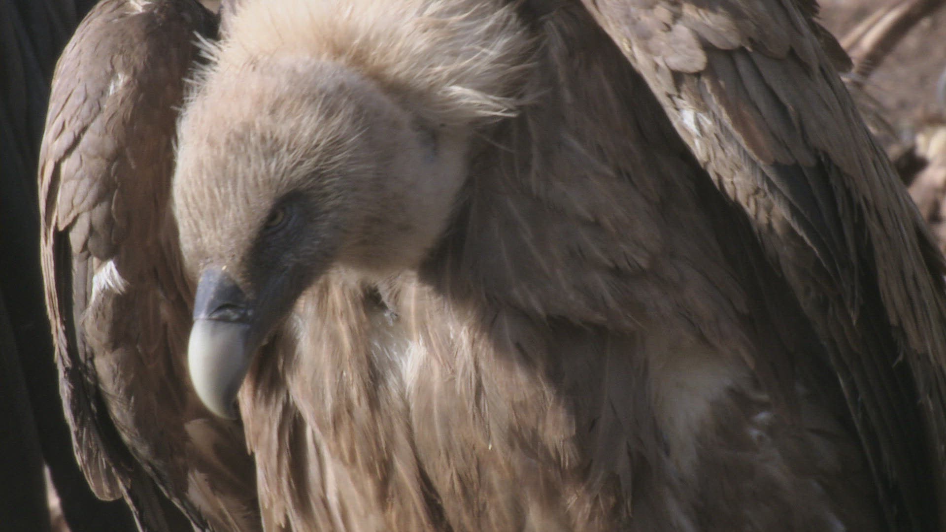 722288819 / Griffon Vulture / Neck