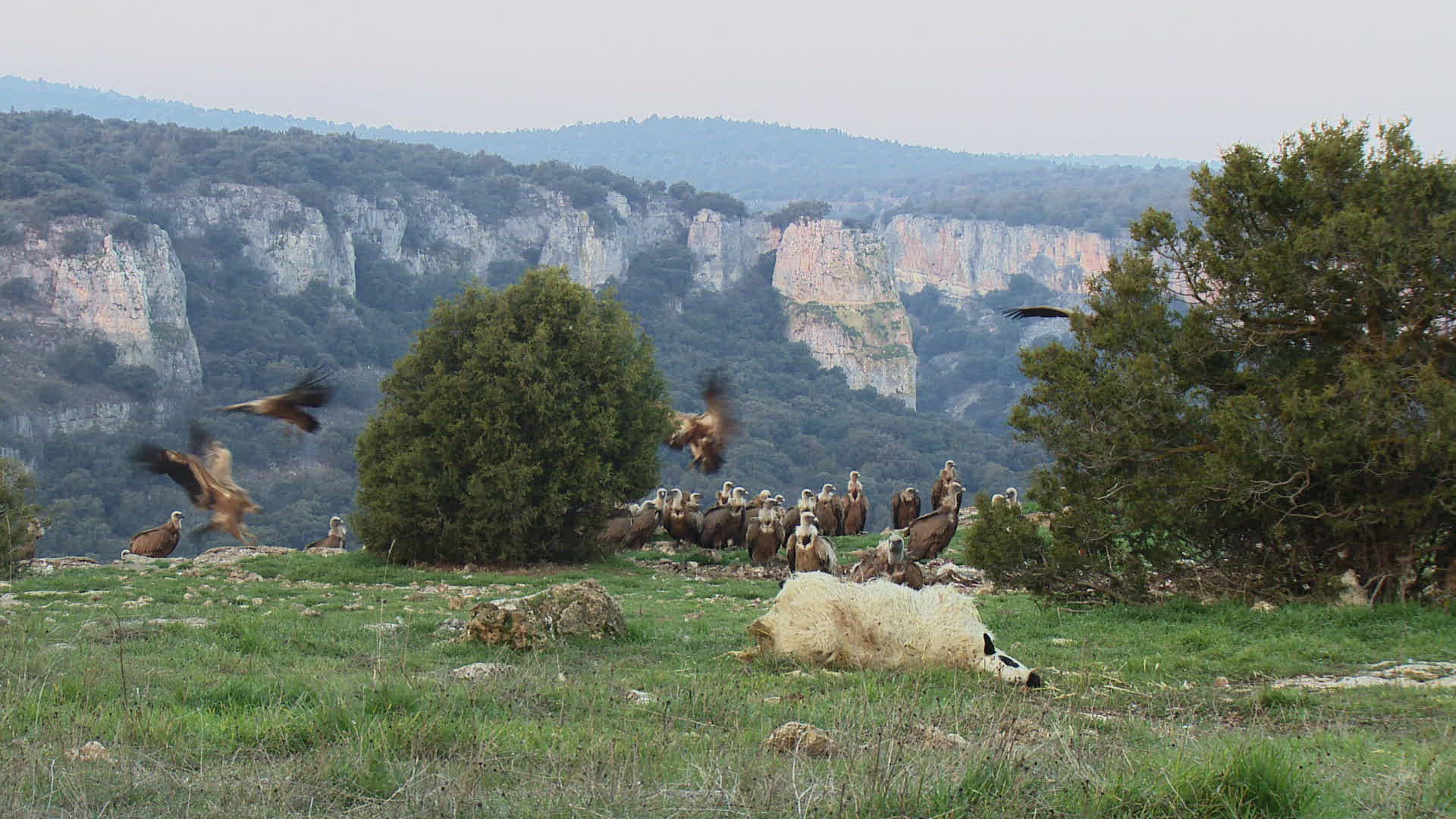551082182 / Griffon Vulture / Eating / Jealousy about Food