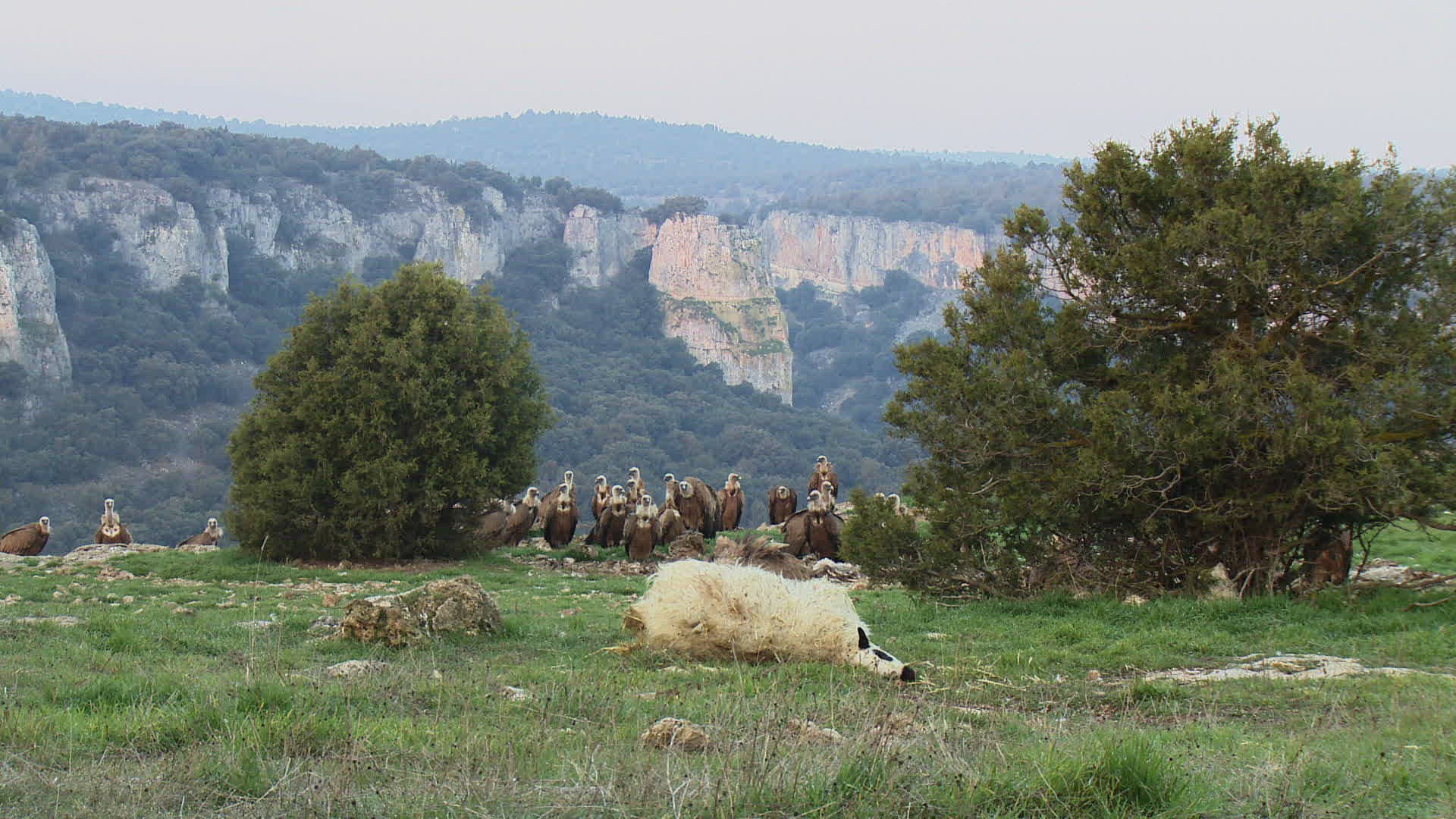 703226128 / Griffon Vulture / Eating / Jealousy about Food