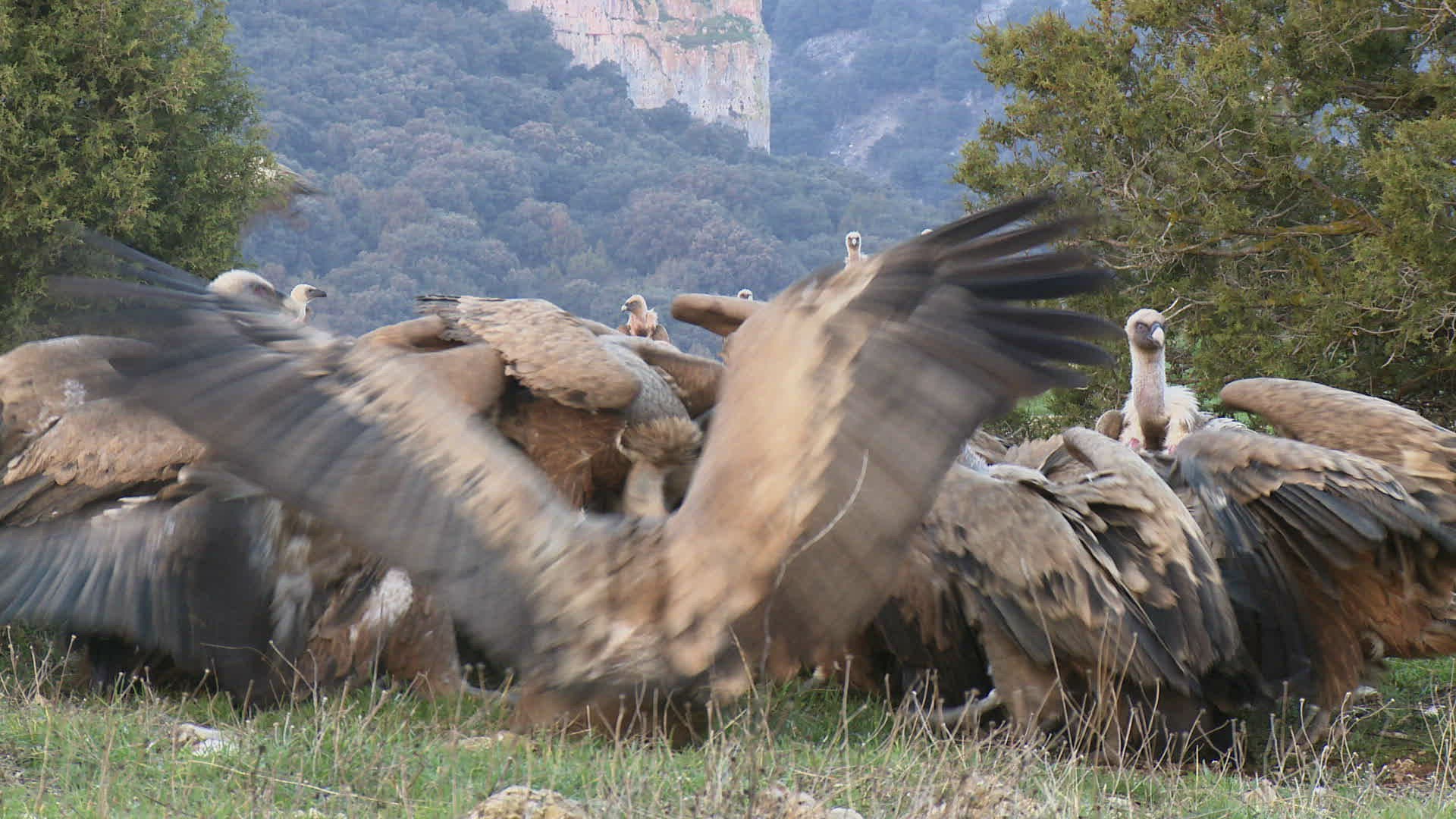 701551076 / Griffon Vulture / Eating / Jealousy about Food