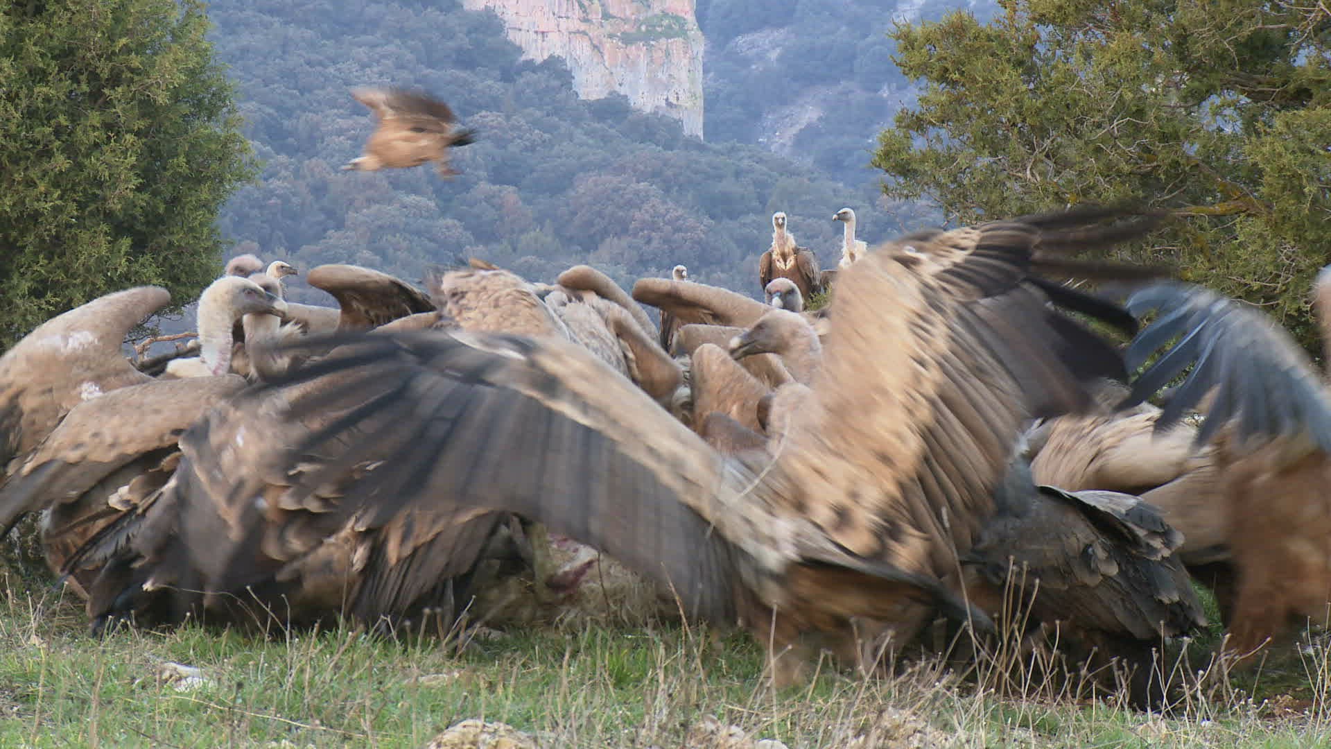 604160906 / Griffon Vulture / Eating / Jealousy about Food