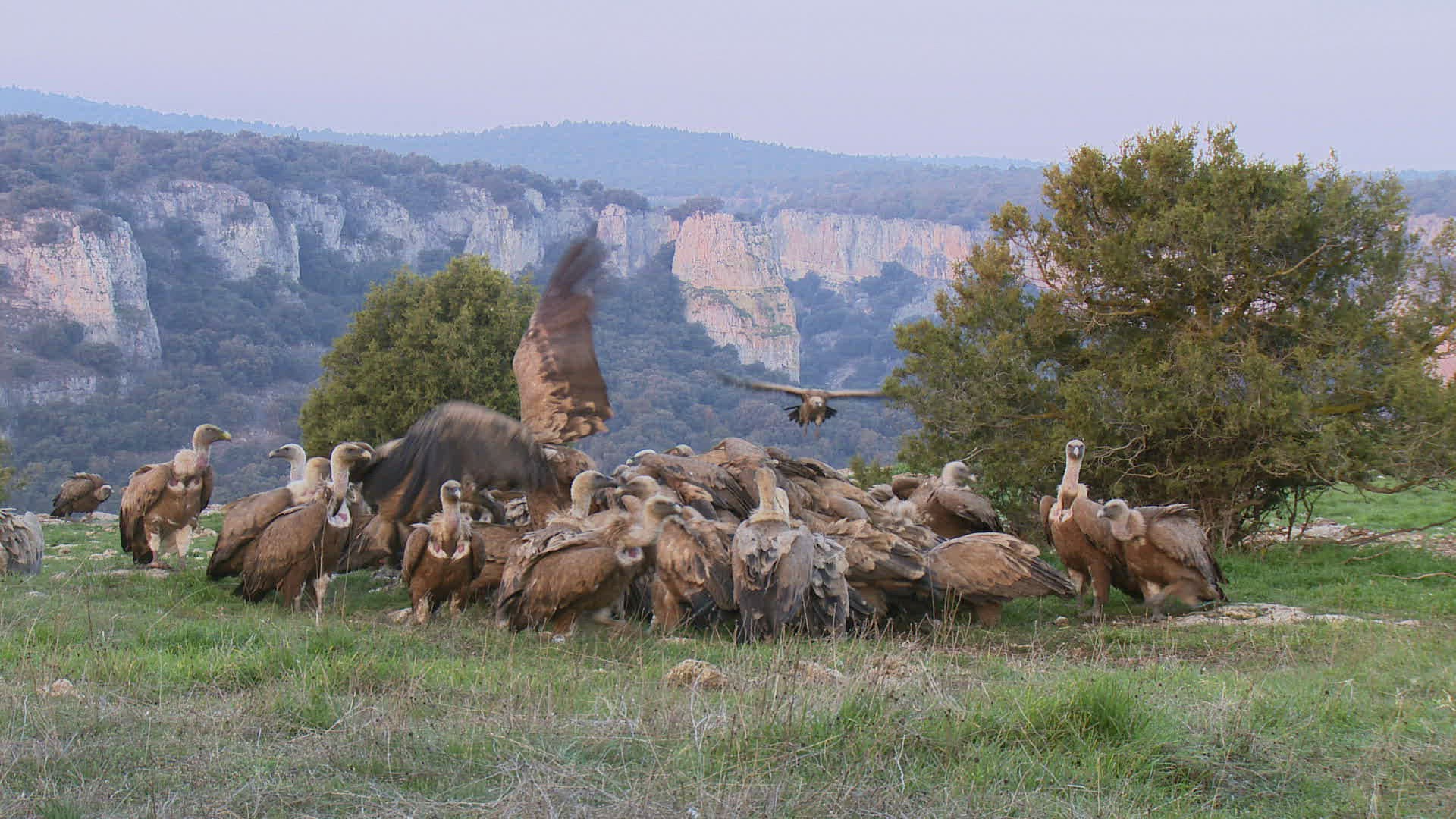 142487776 / Griffon Vulture / Eating / Jealousy about Food