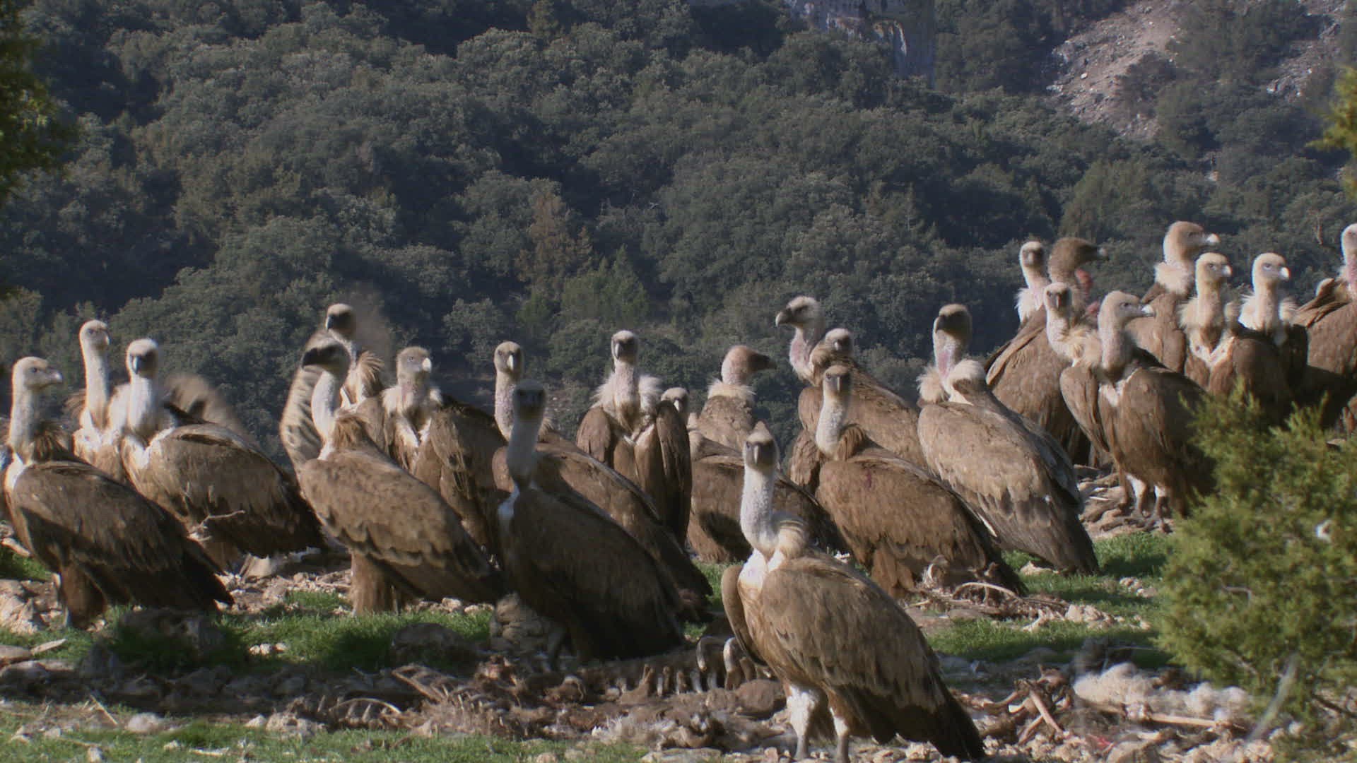 719973053 / Griffon Vulture / Eating / Jealousy about Food