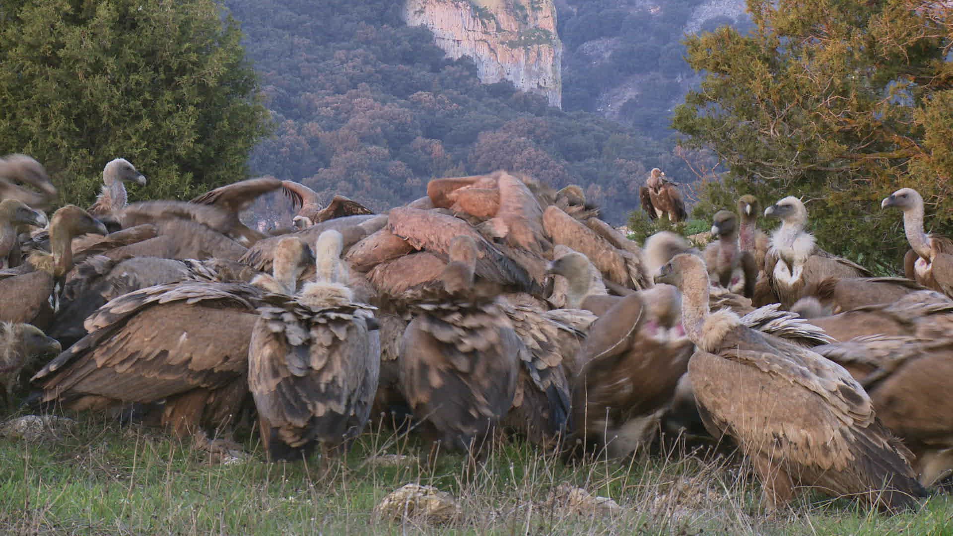 456848083 / Griffon Vulture / Eating / Jealousy about Food