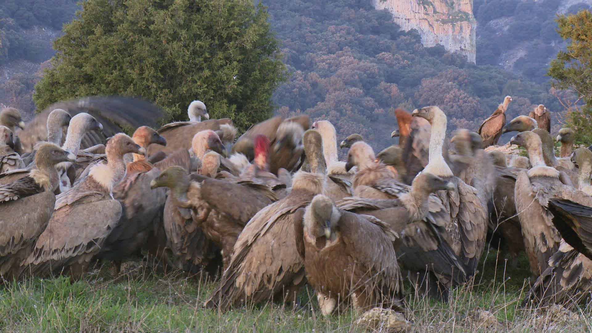 204787636 / Griffon Vulture / Eating / Jealousy about Food