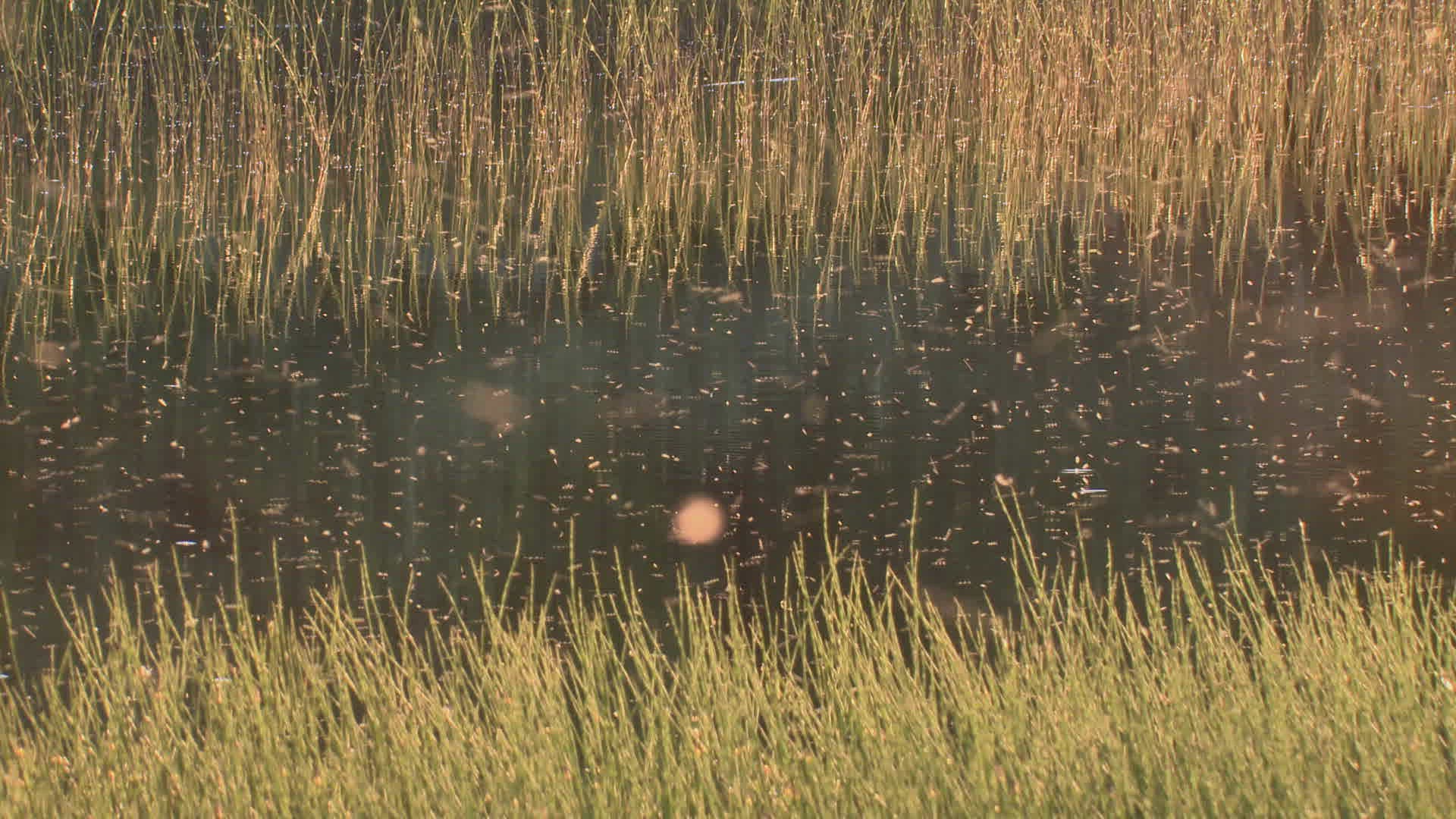 670525359 / Mosquito Swarm / Flying