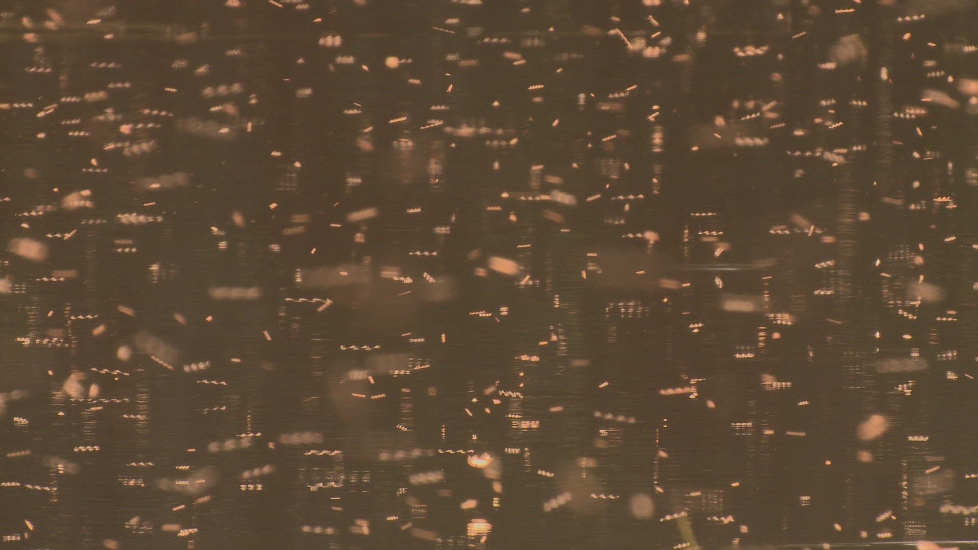 970480371 / Mosquito Swarm / Flying