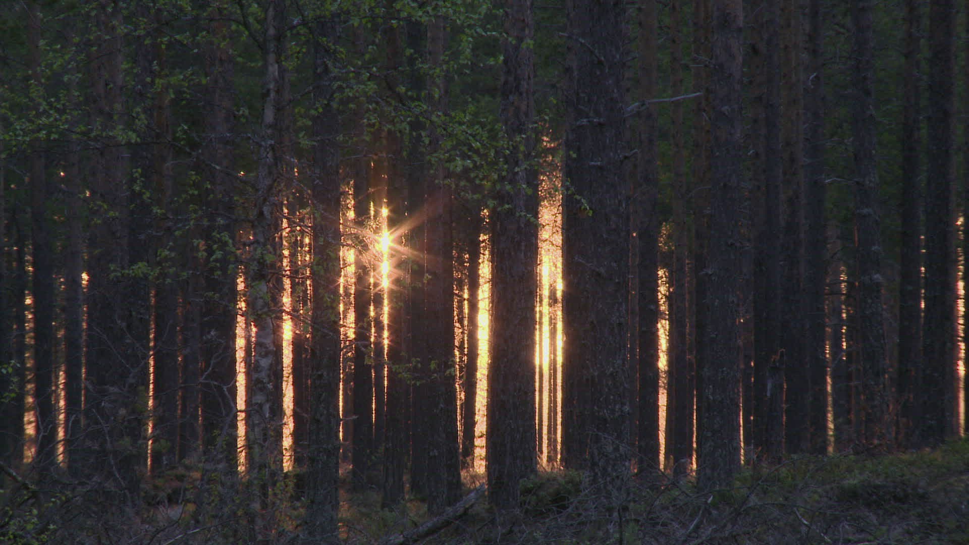 829141275 / Boreal Forest / Sun / Finland