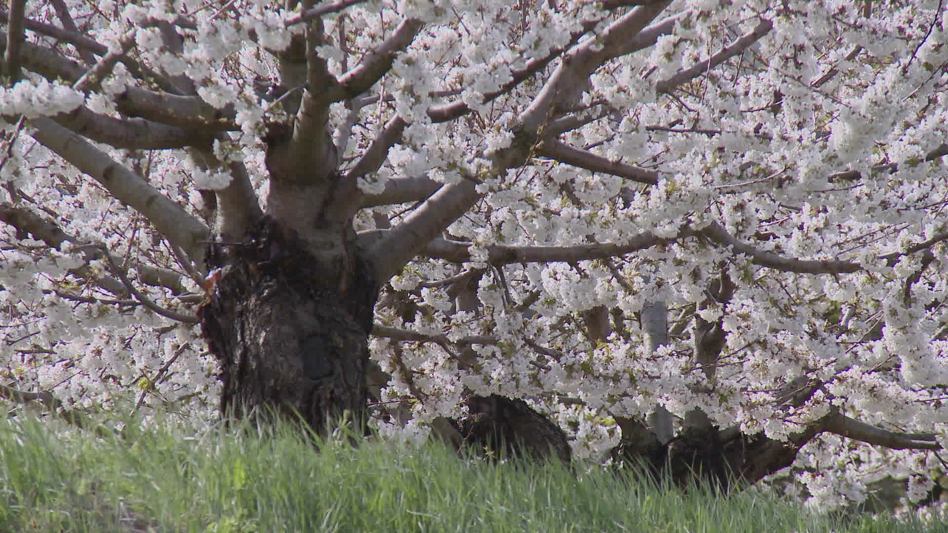 615472845 / Cherry Blossom / Tree / France