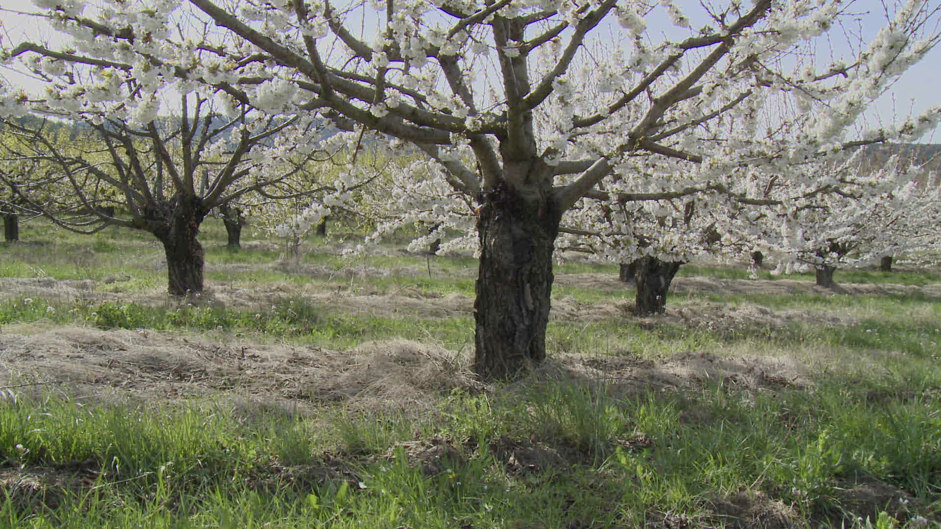 155653092 / Cherry Blossom / Tree / France