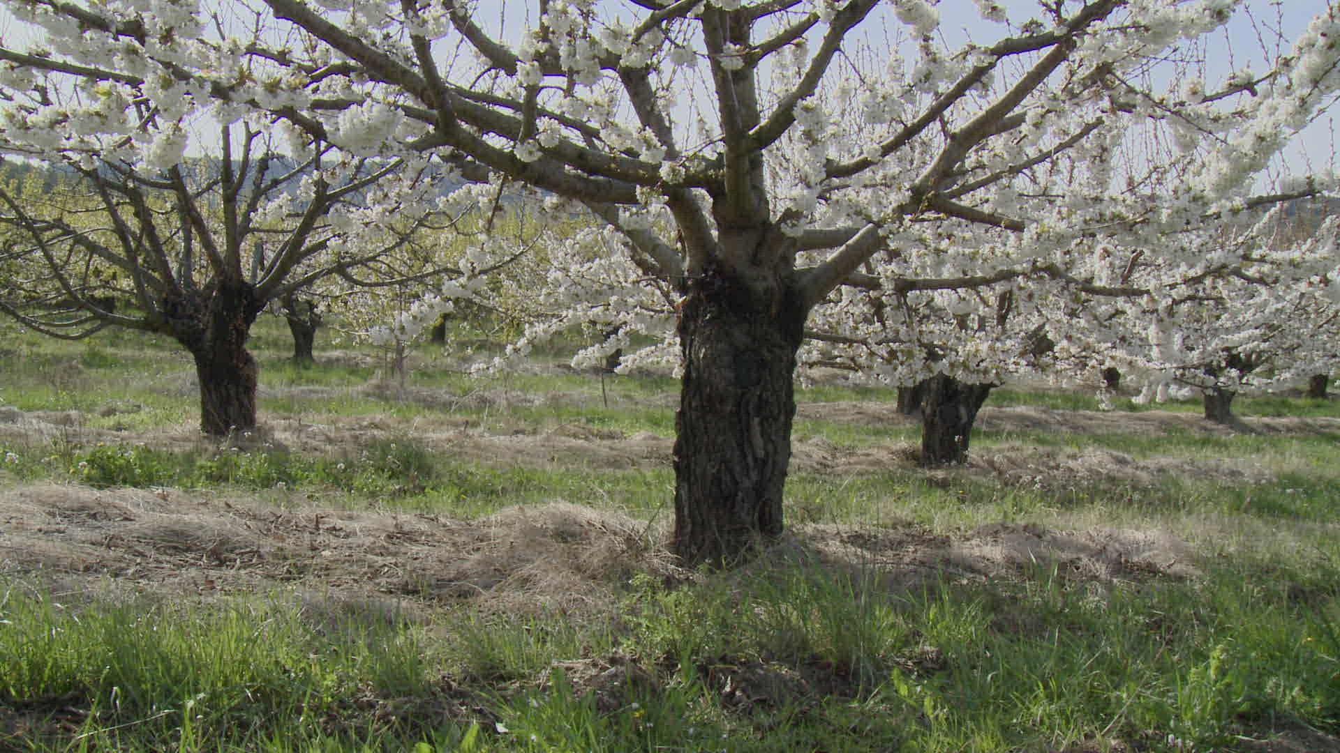 939516526 / Cherry Blossom / Tree / France
