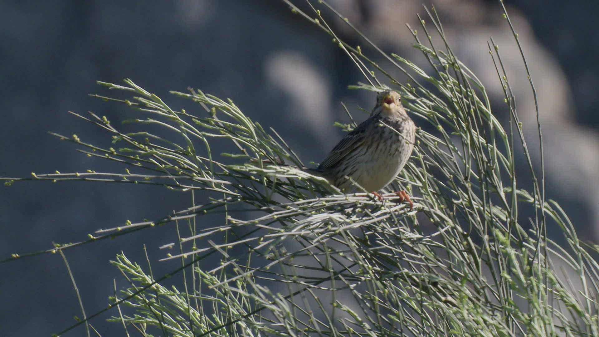 357597037 / Corn Bunting / Singing