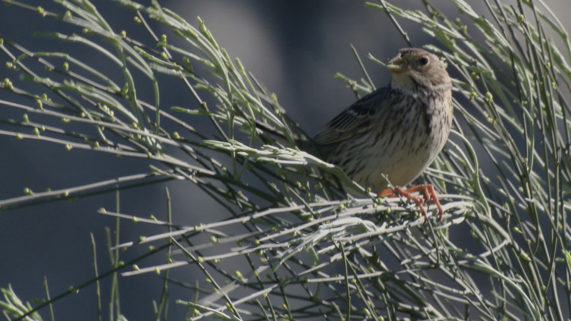 641431943 / Corn Bunting / Singing
